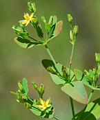 Hypericum mutilum thumbnail