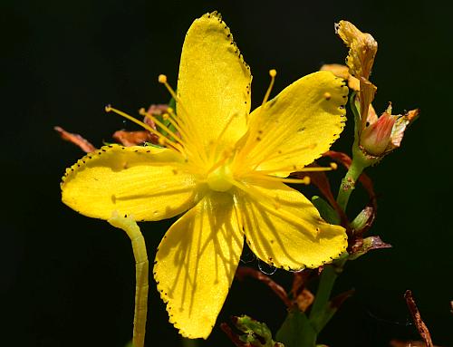 Hypericum_perforatum_corolla.jpg