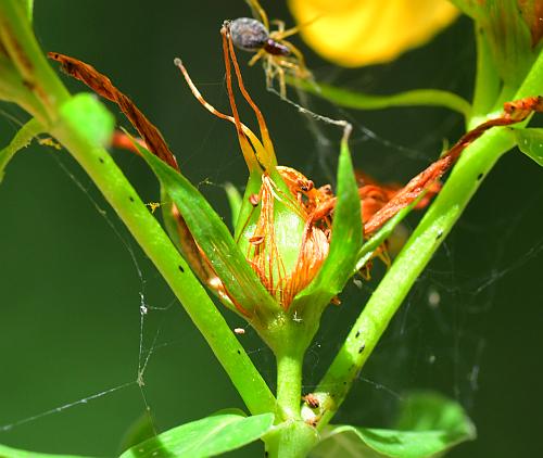 Hypericum_perforatum_fruit1.jpg