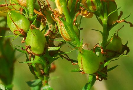 Hypericum_perforatum_fruits.jpg