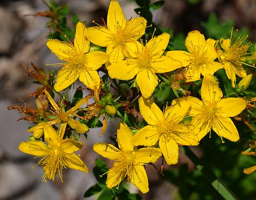 Hypericum_perforatum_inflorescence2.jpg