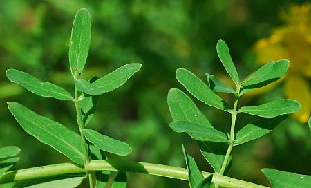 Hypericum_perforatum_leaves1.jpg