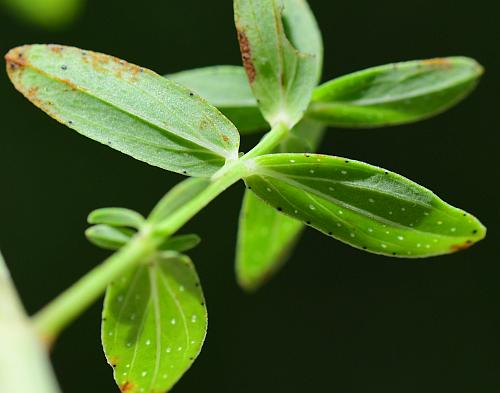 Hypericum_perforatum_leaves2.jpg