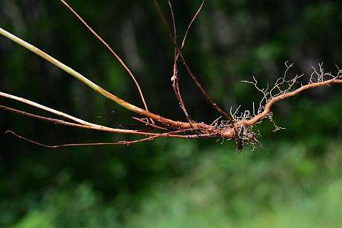 Hypericum_perforatum_roots.jpg