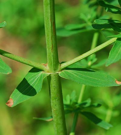 Hypericum_perforatum_stem.jpg