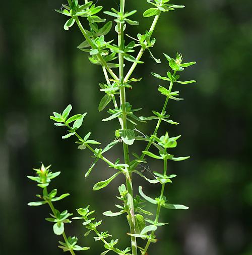 Hypericum_perforatum_stems.jpg