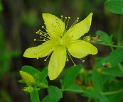 Hypericum perforatum thumbnail