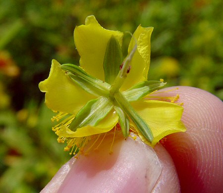 Hypericum_prolificum_calyx.jpg