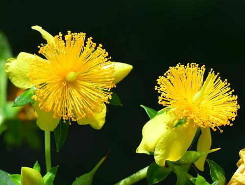 Hypericum_prolificum_flower2.jpg