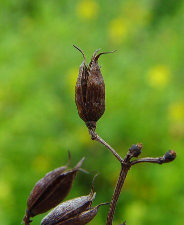 Hypericum_prolificum_fruit.jpg