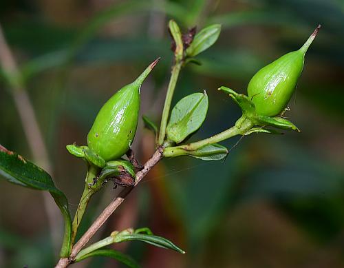 Hypericum_prolificum_fruit1.jpg