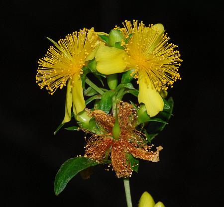 Hypericum_prolificum_inflorescence.jpg