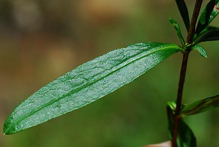 Hypericum_prolificum_leaf1.jpg