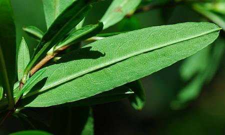 Hypericum_prolificum_leaf2.jpg