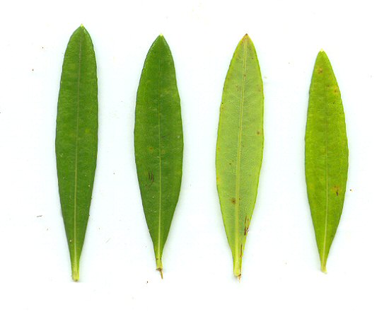 Hypericum_prolificum_leaves.jpg