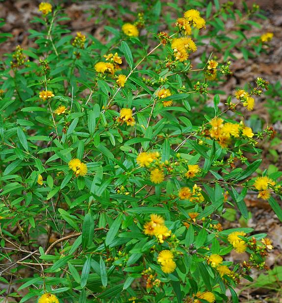 Hypericum_prolificum_plant.jpg