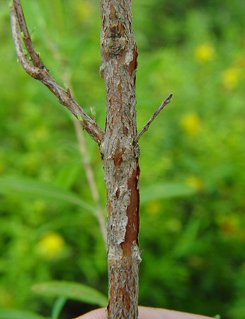 Hypericum_prolificum_stem.jpg