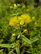 Hypericum prolificum thumbnail