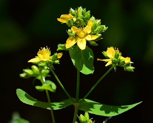 Hypericum_punctatum_inflorescence.jpg