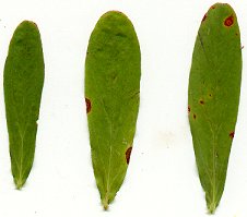 Hypericum_punctatum_leaves.jpg