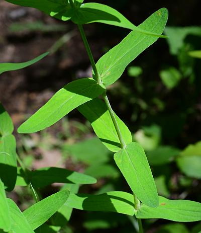 Hypericum_punctatum_leaves1.jpg