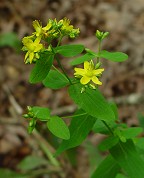 Hypericum punctatum thumbnail