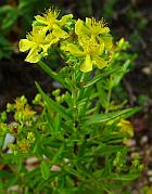 Hypericum sphaerocarpum thumbnail