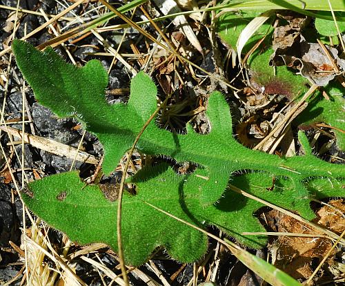 Hypochaeris_radicata_basals.jpg