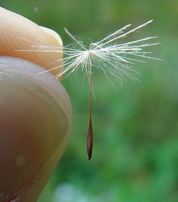 Hypochaeris_radicata_fruit.jpg