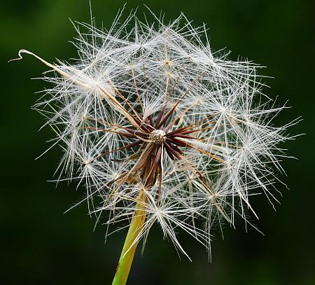 Hypochaeris_radicata_fruits.jpg