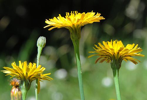 Hypochaeris_radicata_heads.jpg