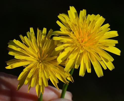 Hypochaeris_radicata_heads2.jpg