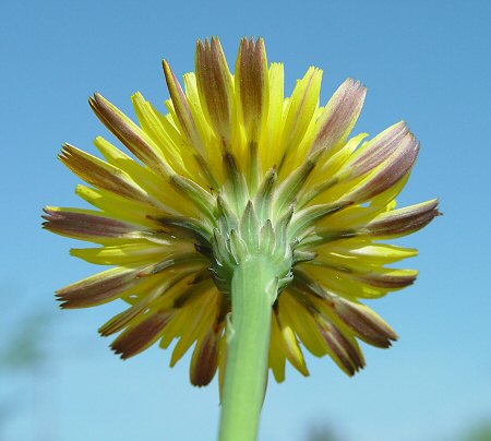 Hypochaeris_radicata_involucre.jpg