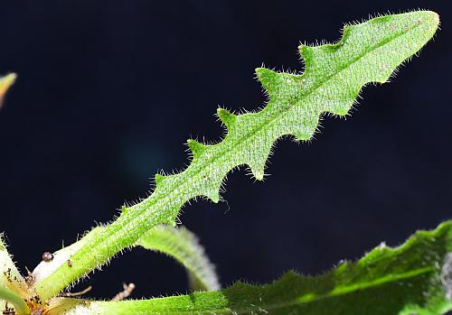 Hypochaeris_radicata_leaf1.jpg