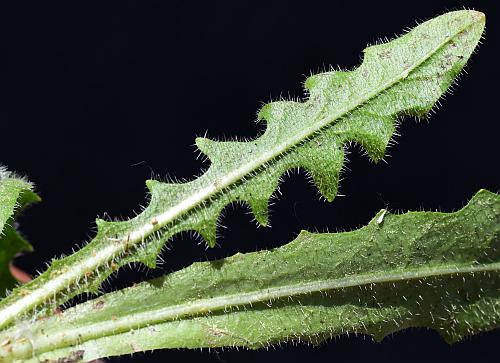 Hypochaeris_radicata_leaf2.jpg