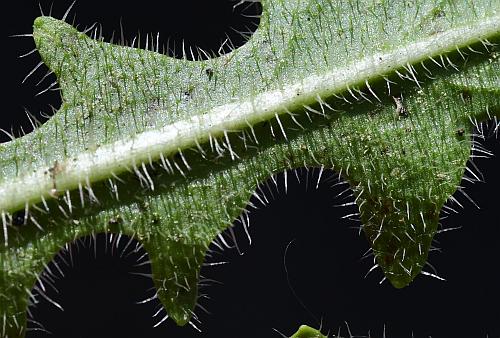 Hypochaeris_radicata_leaf2a.jpg