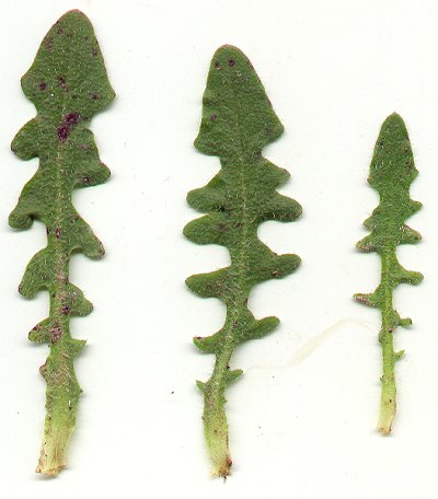 Hypochaeris_radicata_leaves.jpg