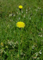 Hypochaeris radicata thumbnail