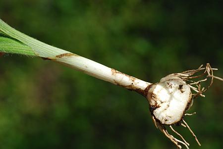 Hypoxis_hirsuta_corm.jpg