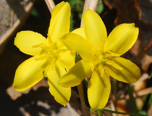 Hypoxis_hirsuta_flowers.jpg