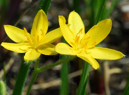 Hypoxis_hirsuta_flowers2.jpg