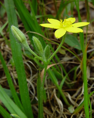 Hypoxis_hirsuta_inflorescence.jpg