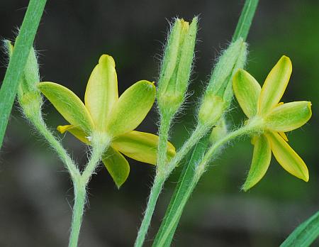 Hypoxis_hirsuta_inflorescence2.jpg