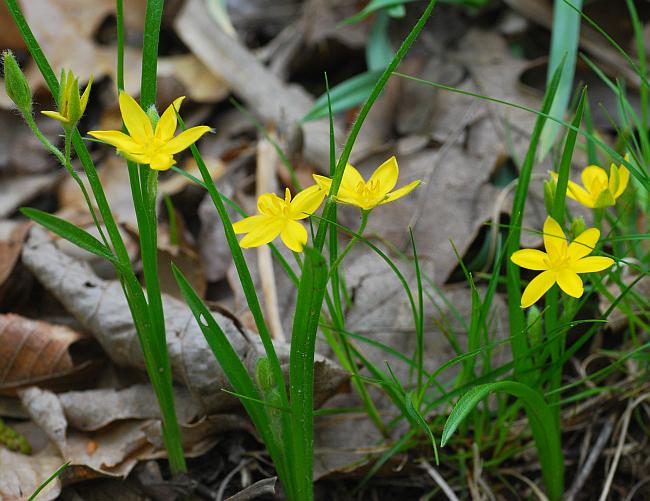 Hypoxis_hirsuta_plant.jpg