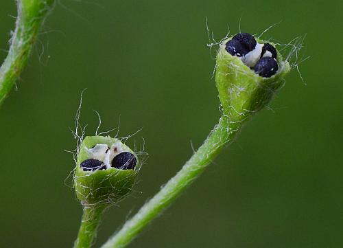 Hypoxis_hirsuta_seeds.jpg