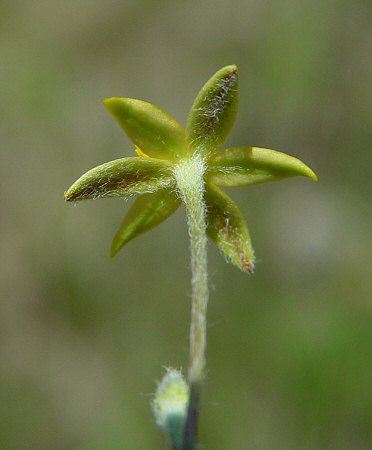 Hypoxis_hirsuta_tepals.jpg