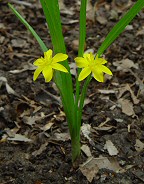 Hypoxis hirsuta thumbnail