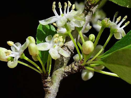 Ilex_decidua_flowers.jpg