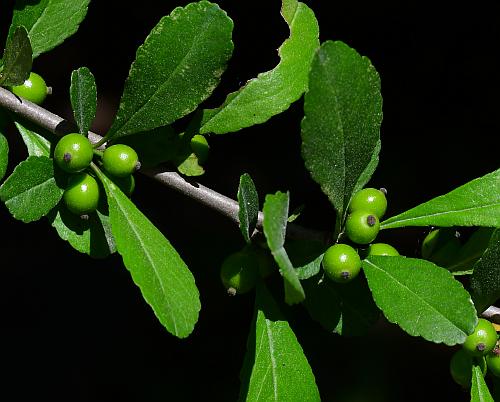 Ilex_decidua_fruits2.jpg