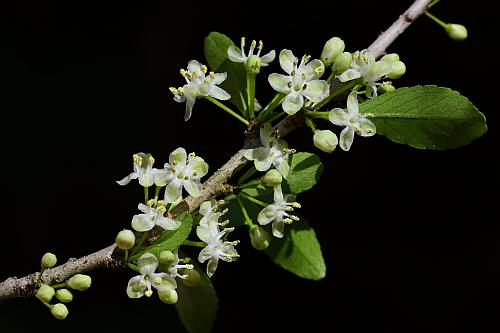 Ilex_decidua_inflorescence1.jpg